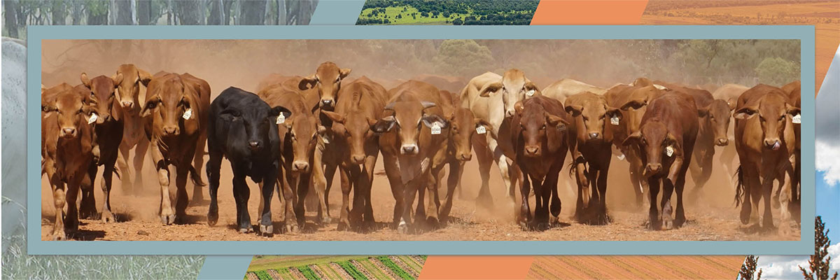 Brown and black cows are walking through a paddock and kicking up dust